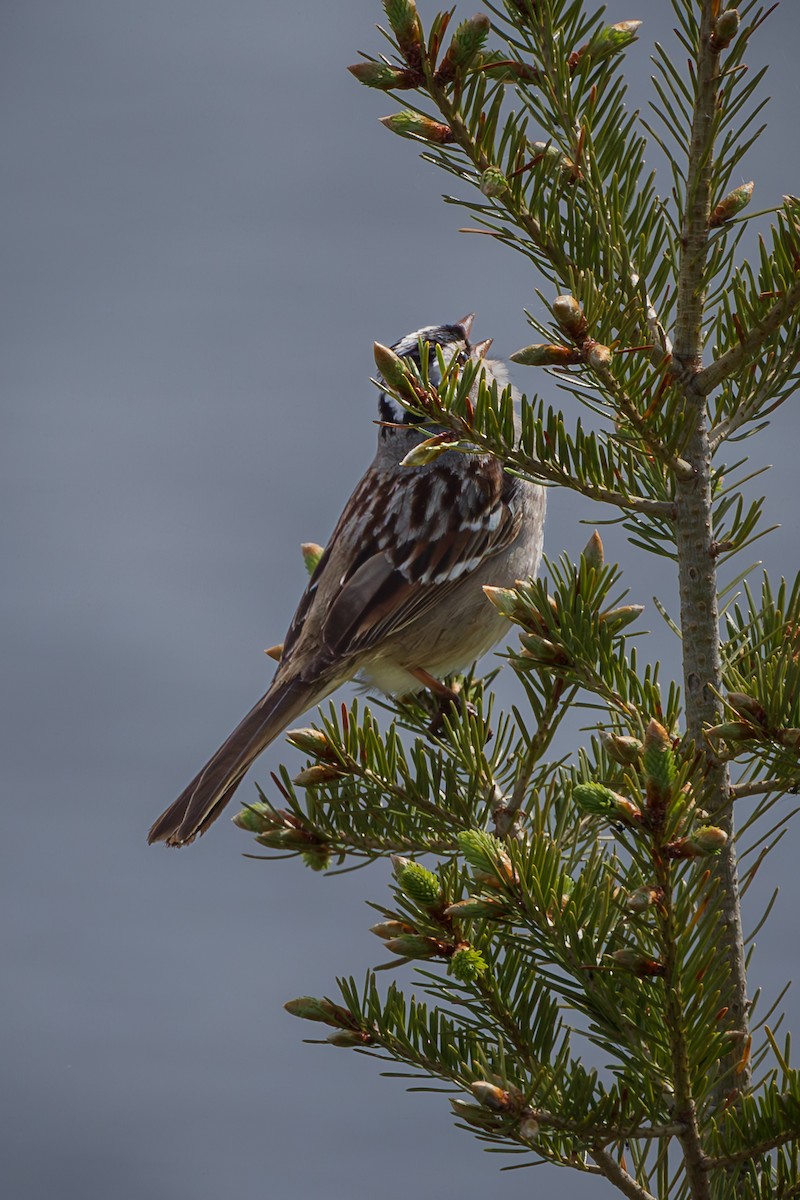 White-crowned Sparrow - ML621869184