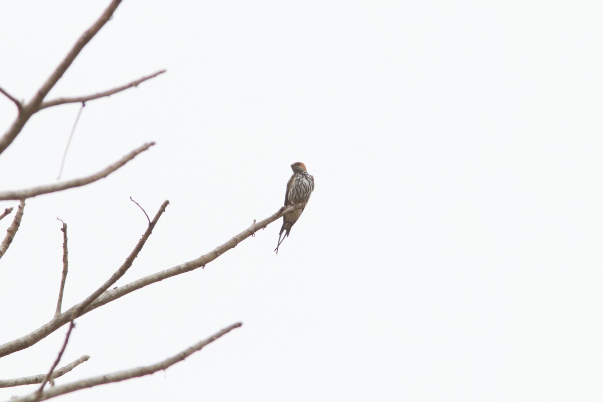 Lesser Striped Swallow - ML621869307