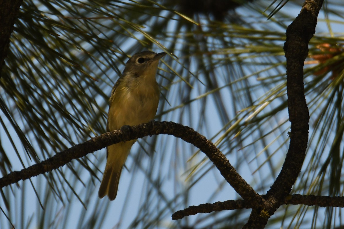 Cassin's Vireo - ML621869312