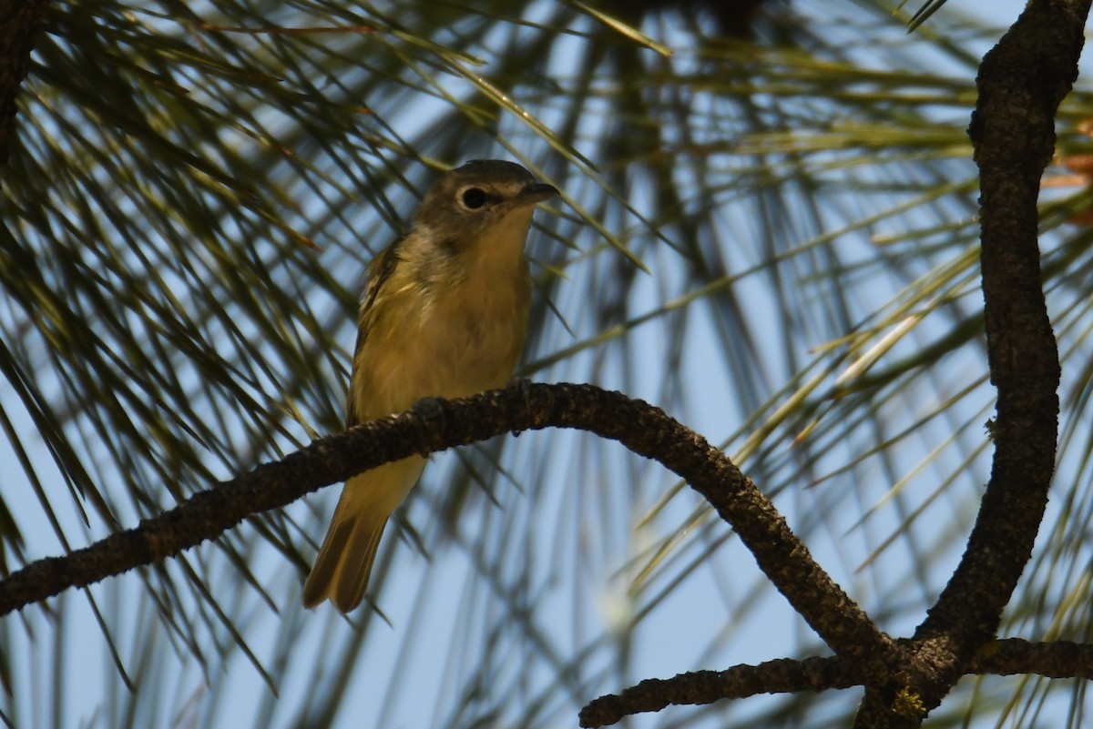 Cassin's Vireo - Colin Dillingham