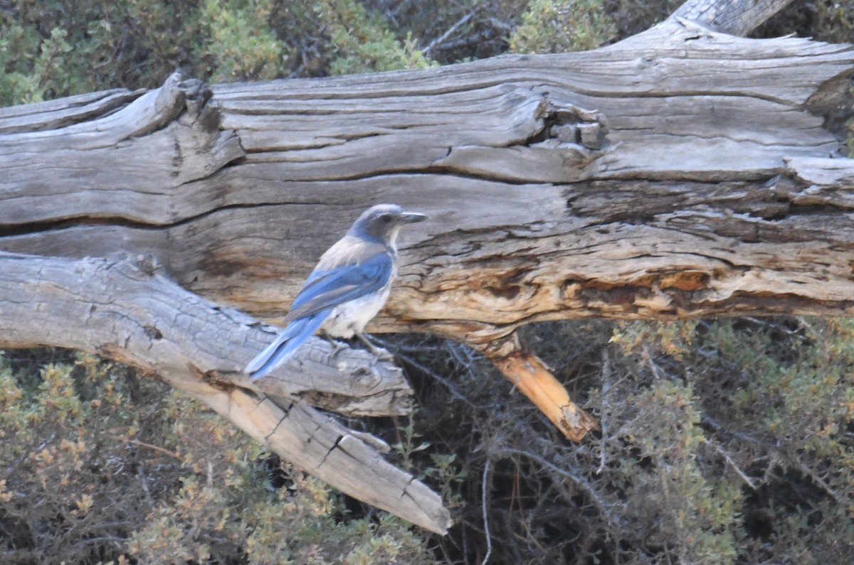 California Scrub-Jay - ML621869327