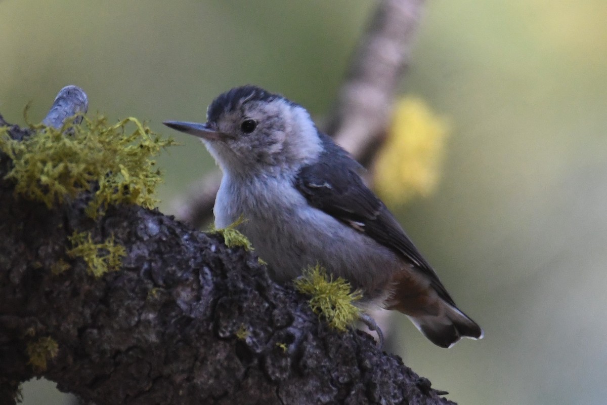 White-breasted Nuthatch (Interior West) - ML621869339