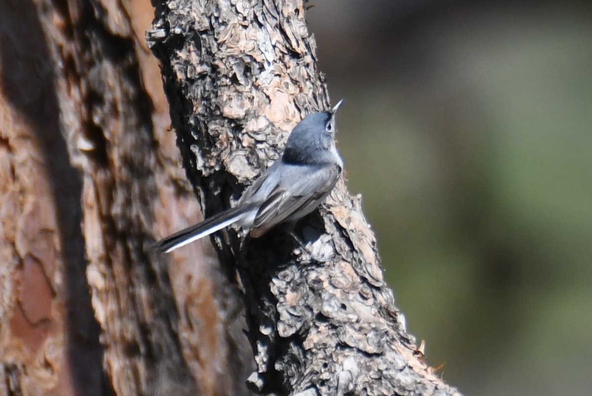 Blue-gray Gnatcatcher - ML621869342