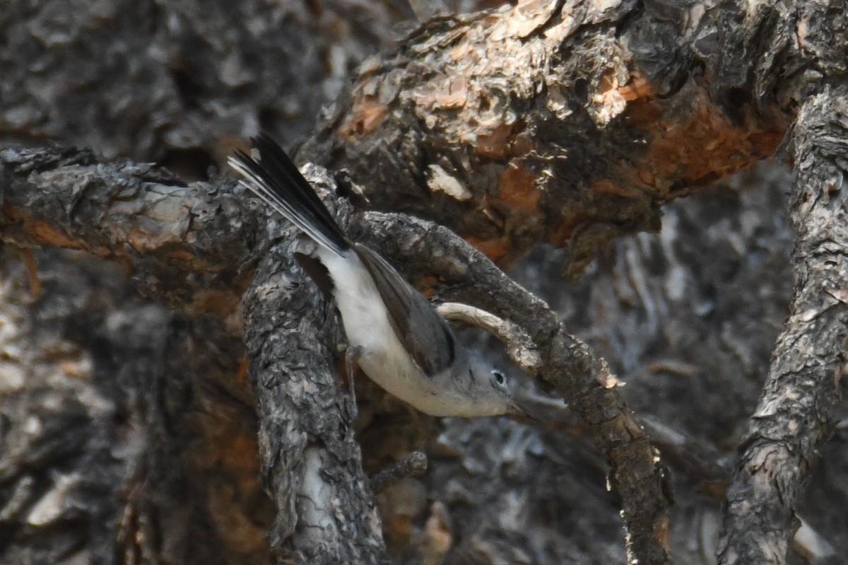 Blue-gray Gnatcatcher - ML621869343