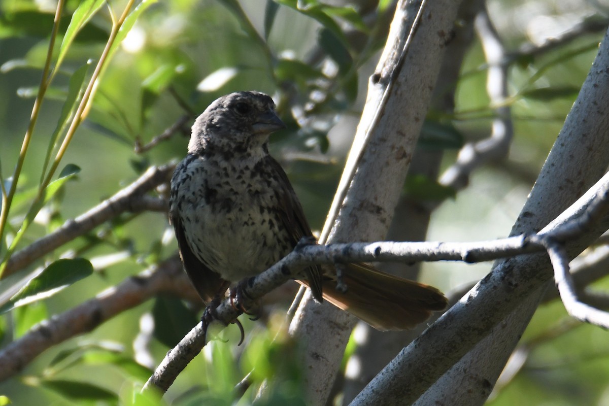 Fox Sparrow (Thick-billed) - Colin Dillingham