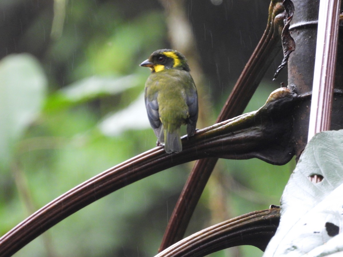 Gold-ringed Tanager - ML621869353