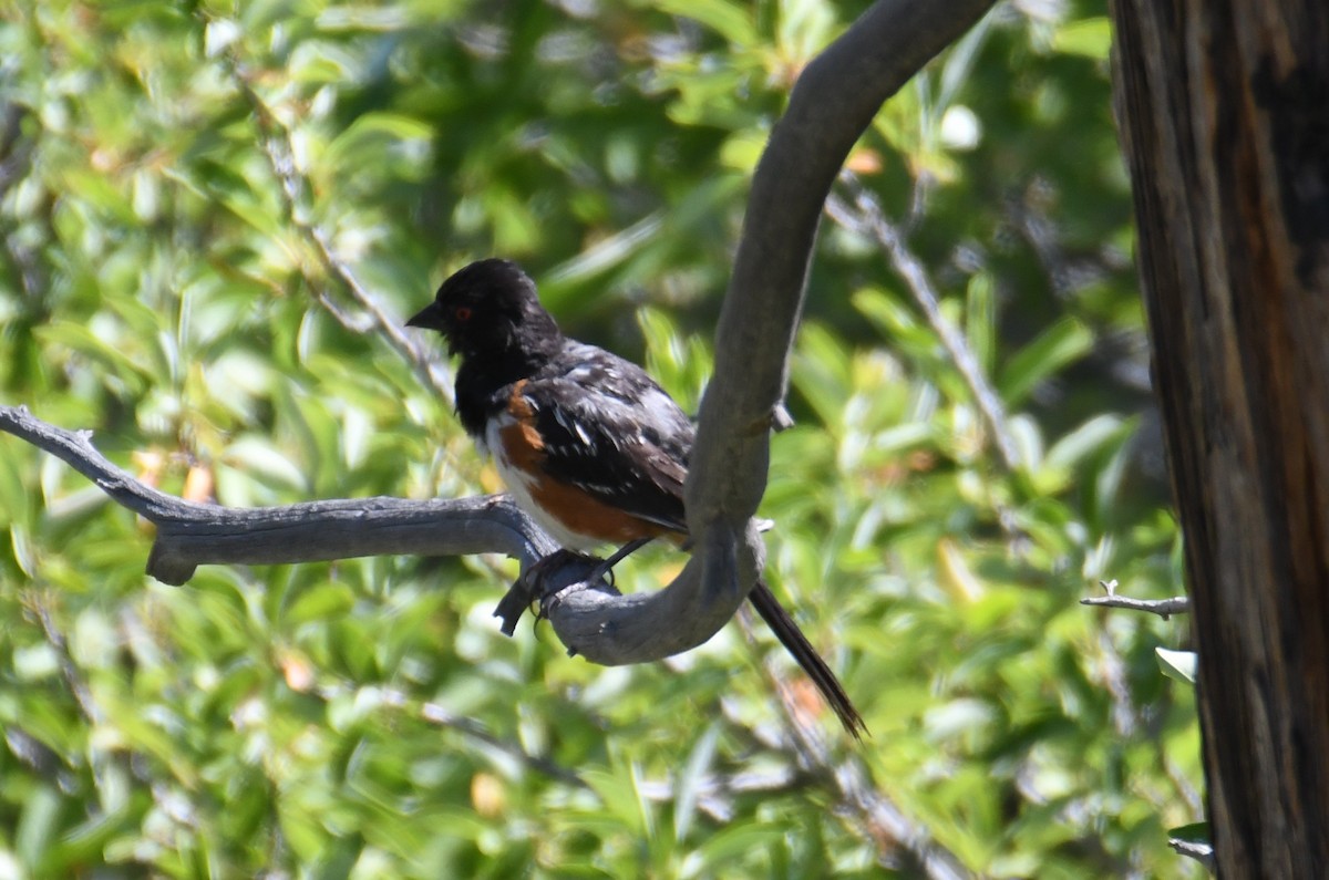 Spotted Towhee - ML621869354