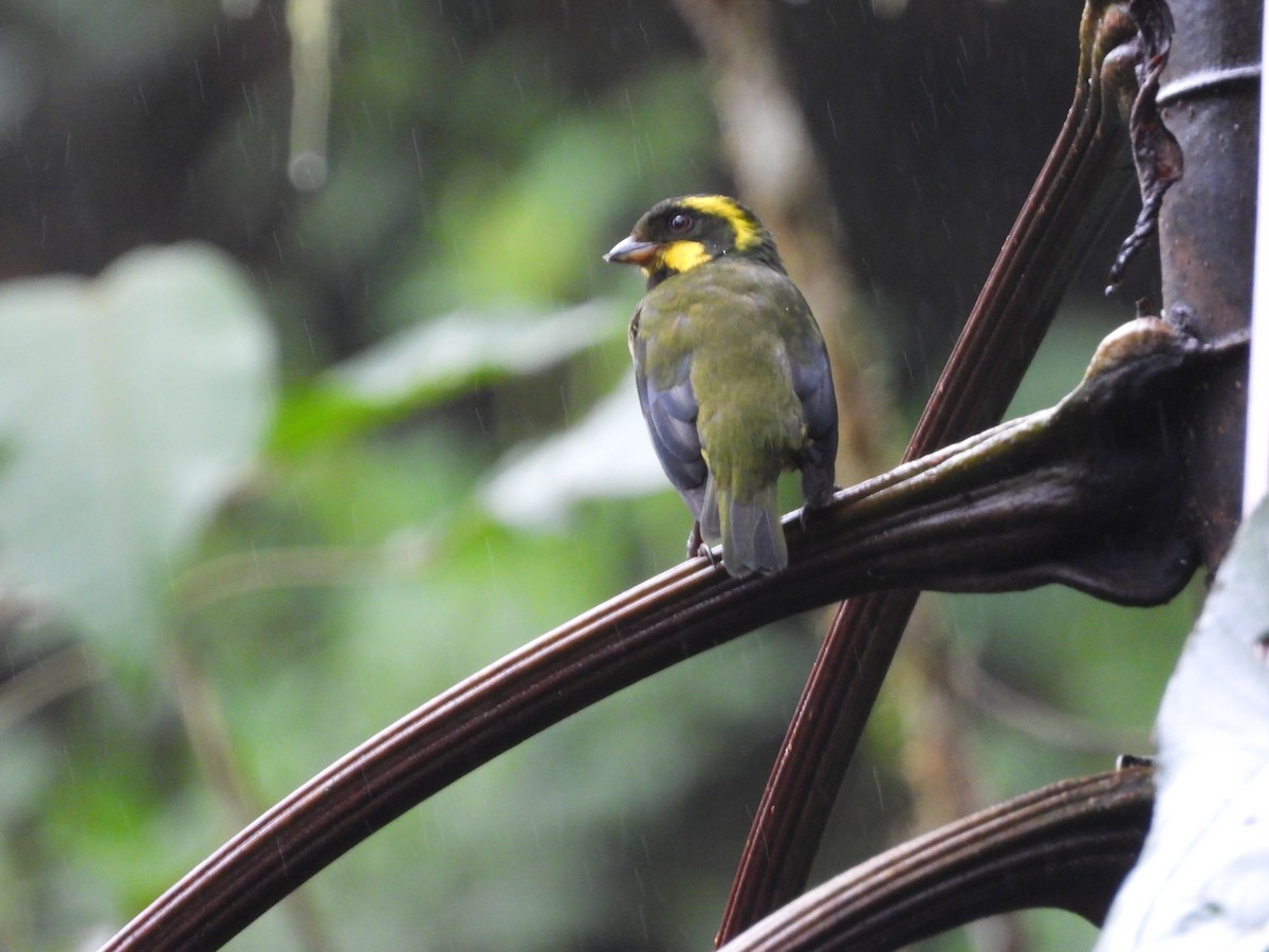 Gold-ringed Tanager - ML621869355