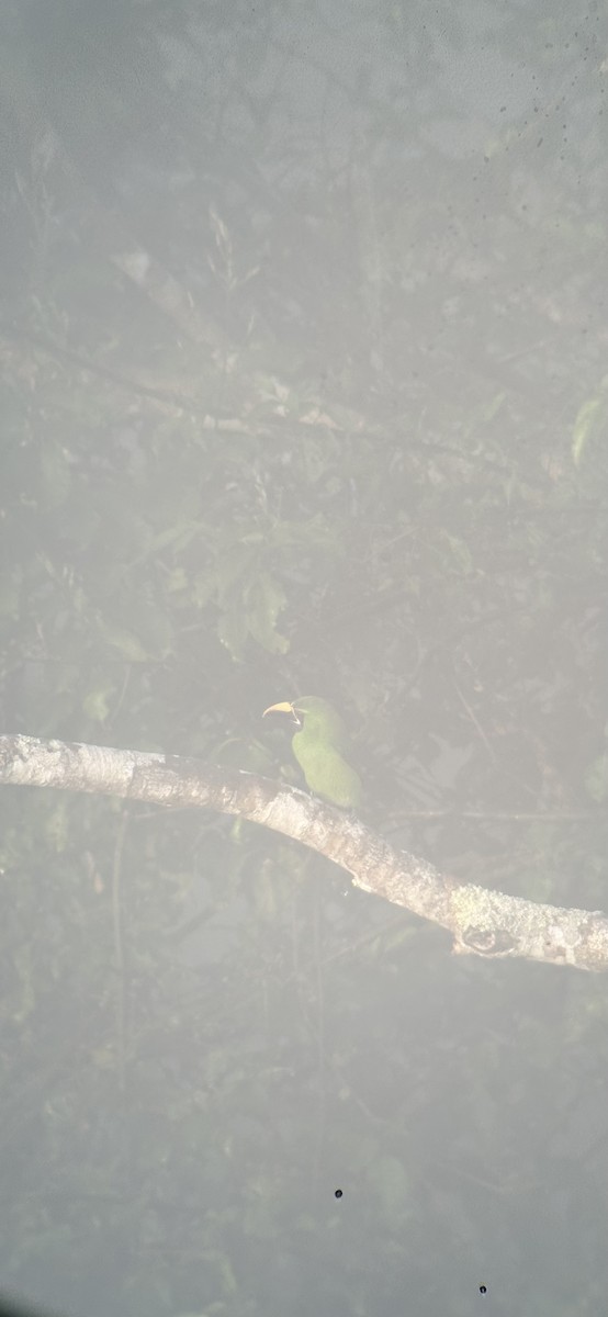 Southern Emerald-Toucanet - ML621869389