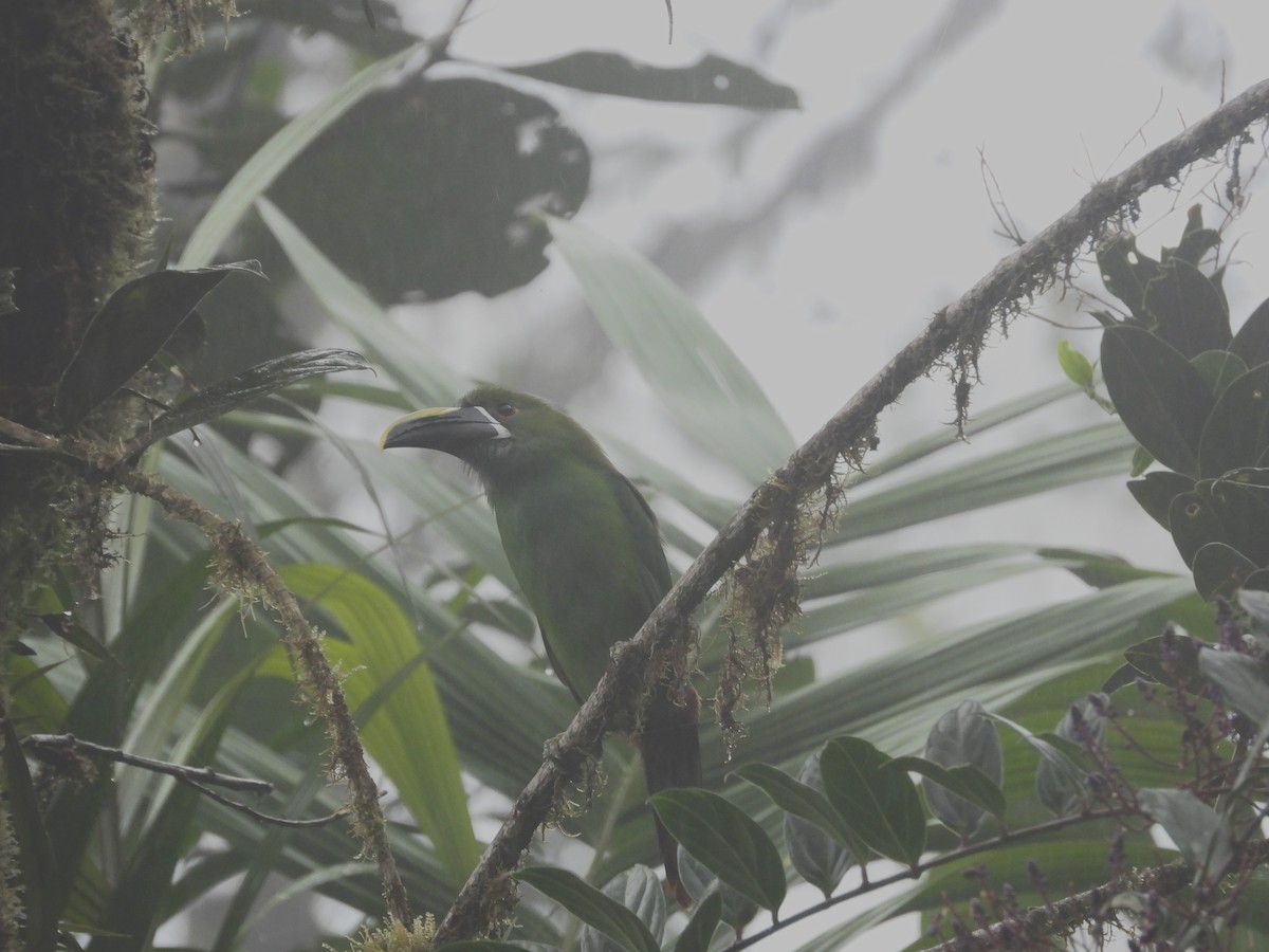 Southern Emerald-Toucanet (Andean) - ML621869419