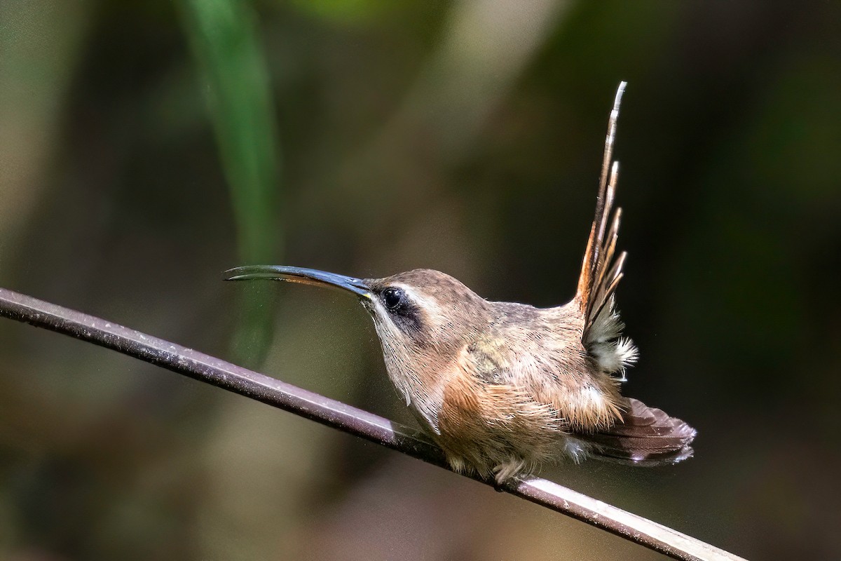 Stripe-throated Hermit - ML621869456