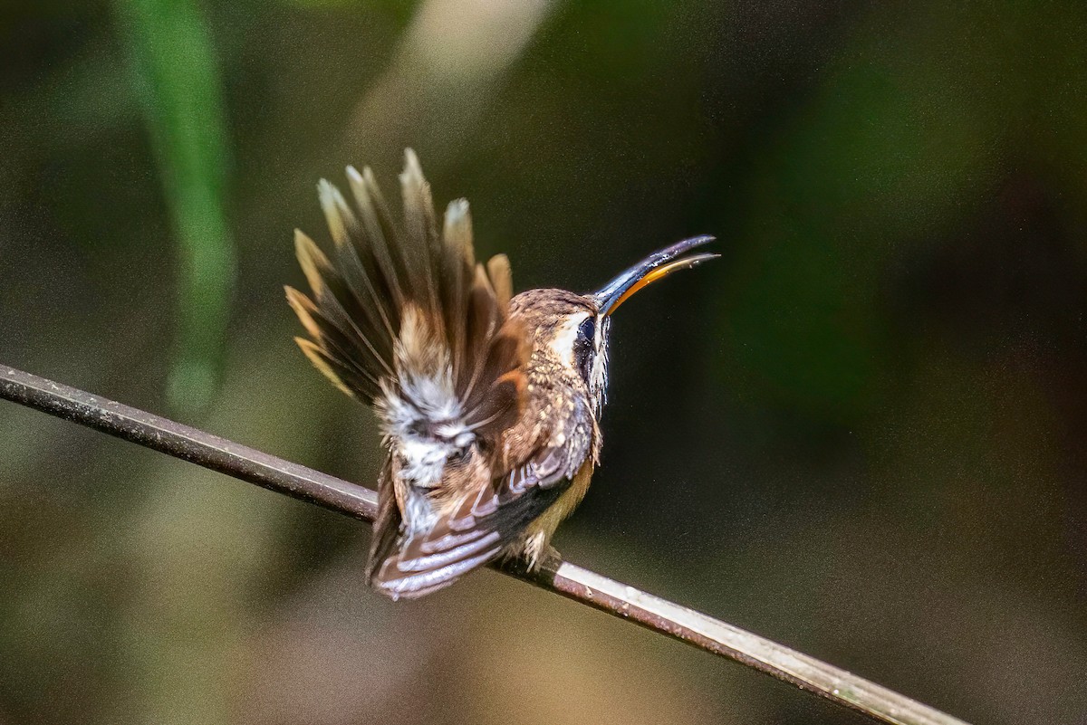 Stripe-throated Hermit - ML621869465