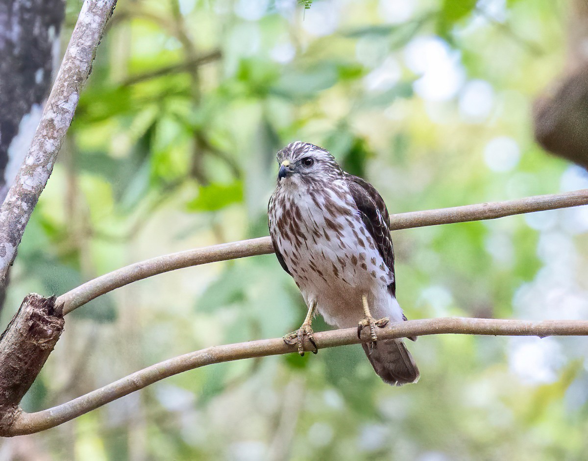 Broad-winged Hawk - ML621869467