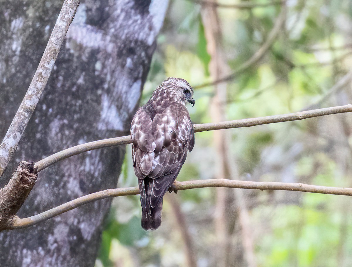 Broad-winged Hawk - Manuel Fernandez-Bermejo