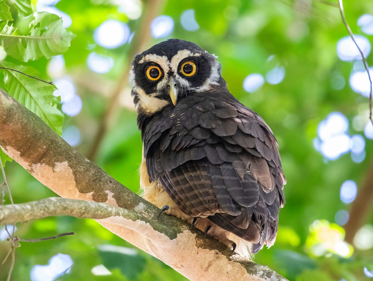 Spectacled Owl - ML621869470