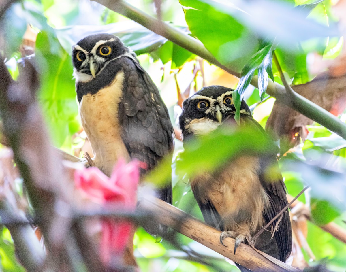 Spectacled Owl - ML621869471