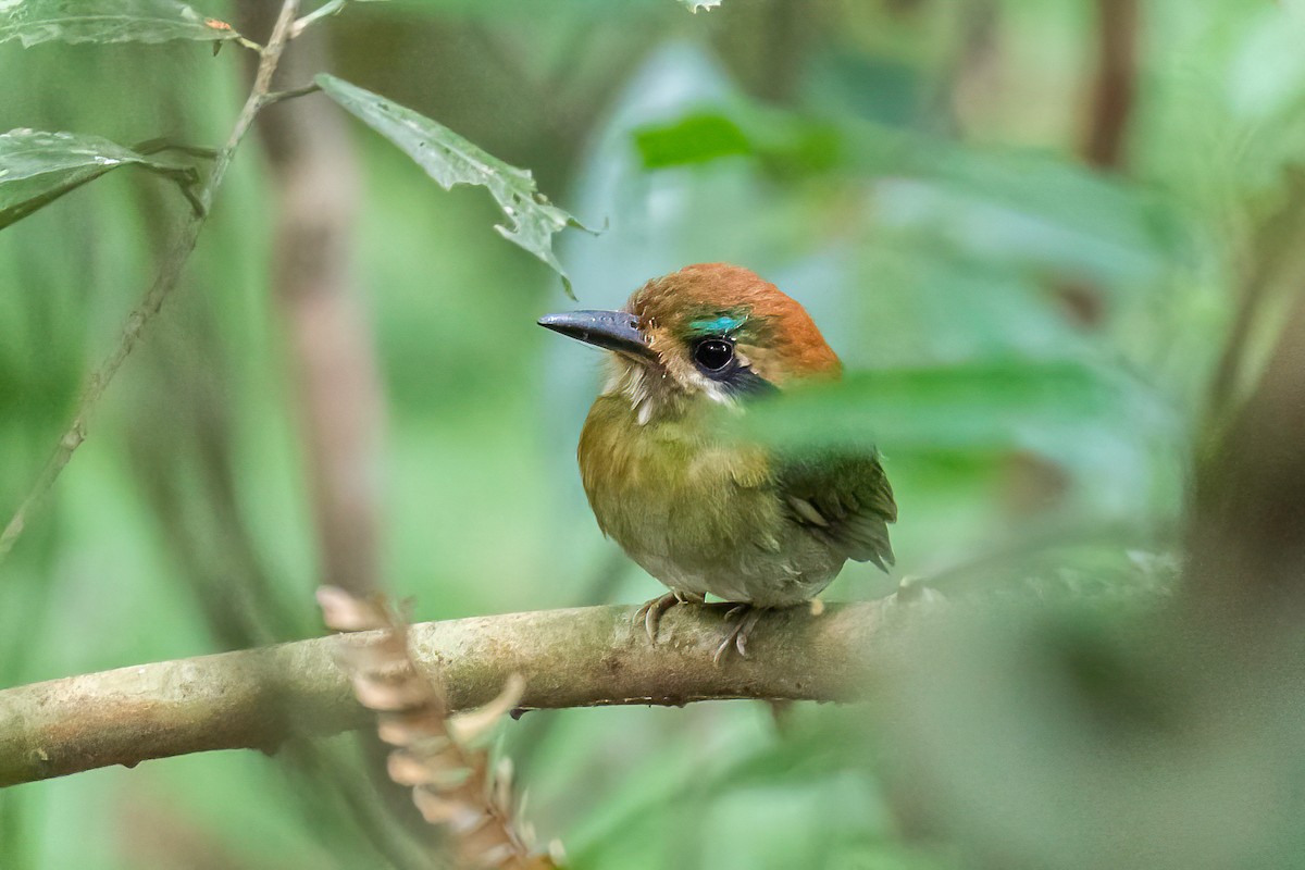 Tody Motmot - ML621869489