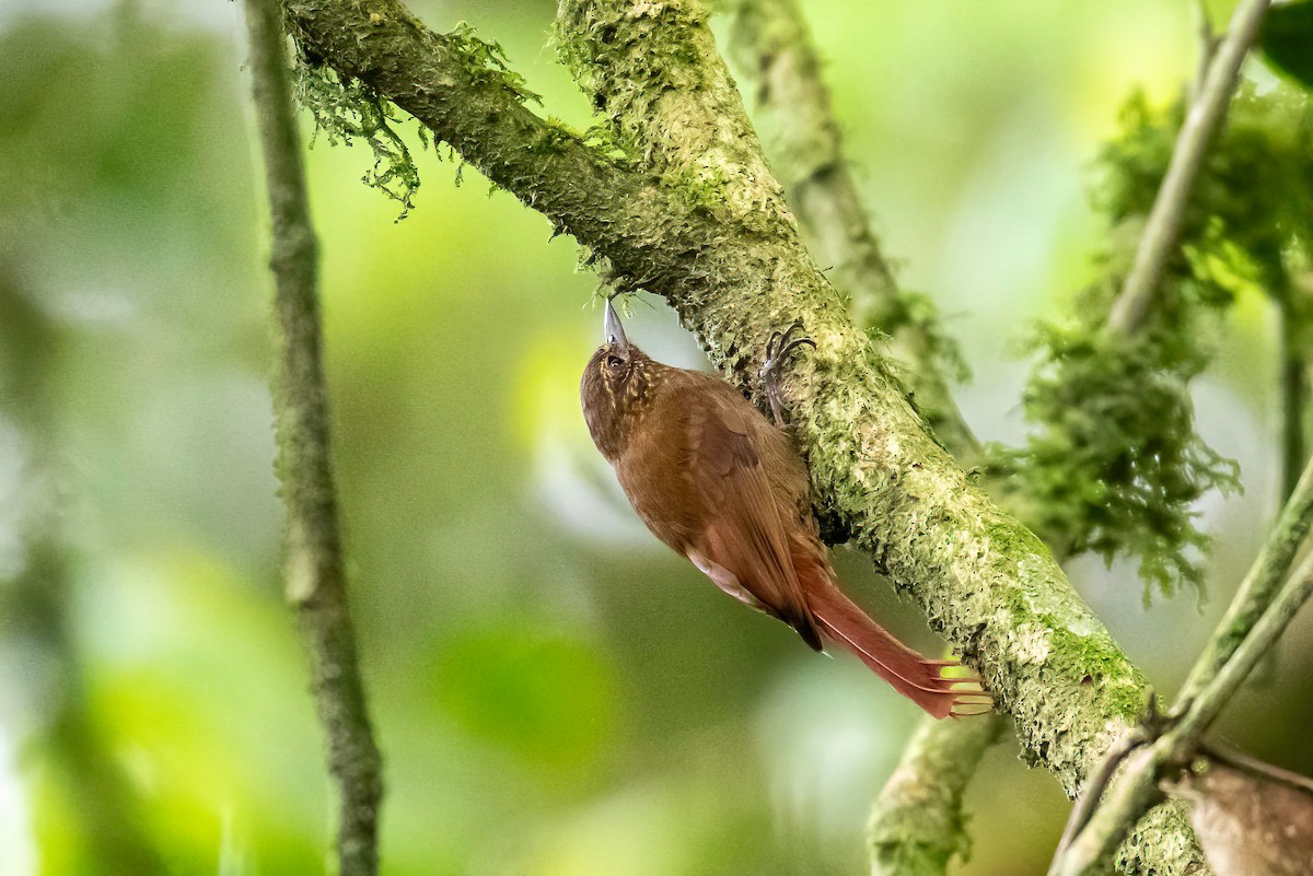 Wedge-billed Woodcreeper - Manuel Fernandez-Bermejo