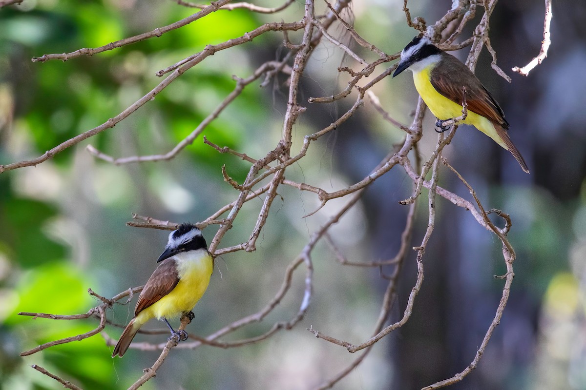 Great Kiskadee - ML621869507