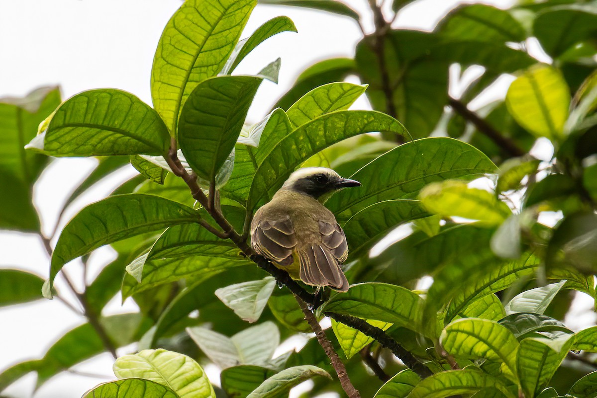 Social Flycatcher - ML621869512