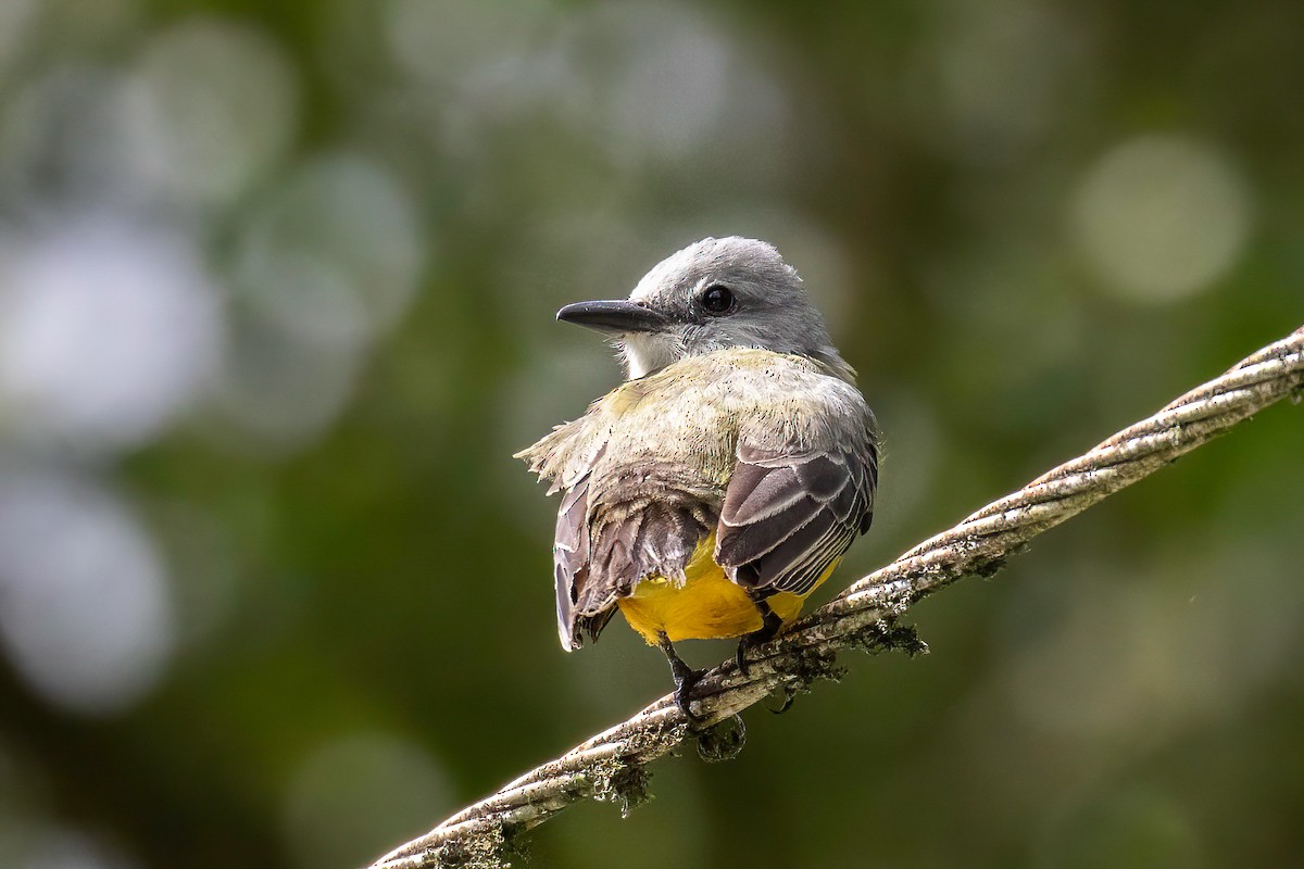 Tropical Kingbird - ML621869518