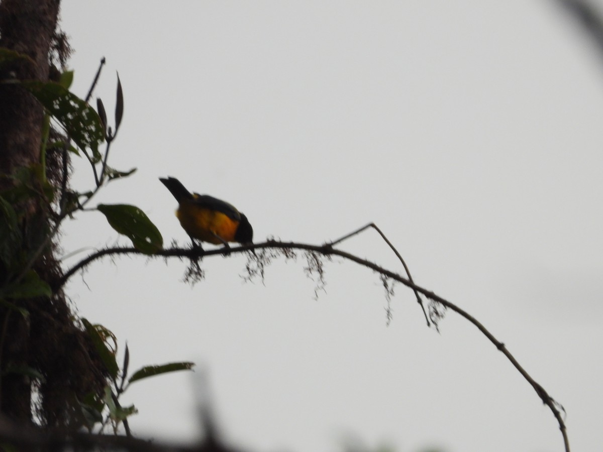 Black-chinned Mountain Tanager - ML621869529