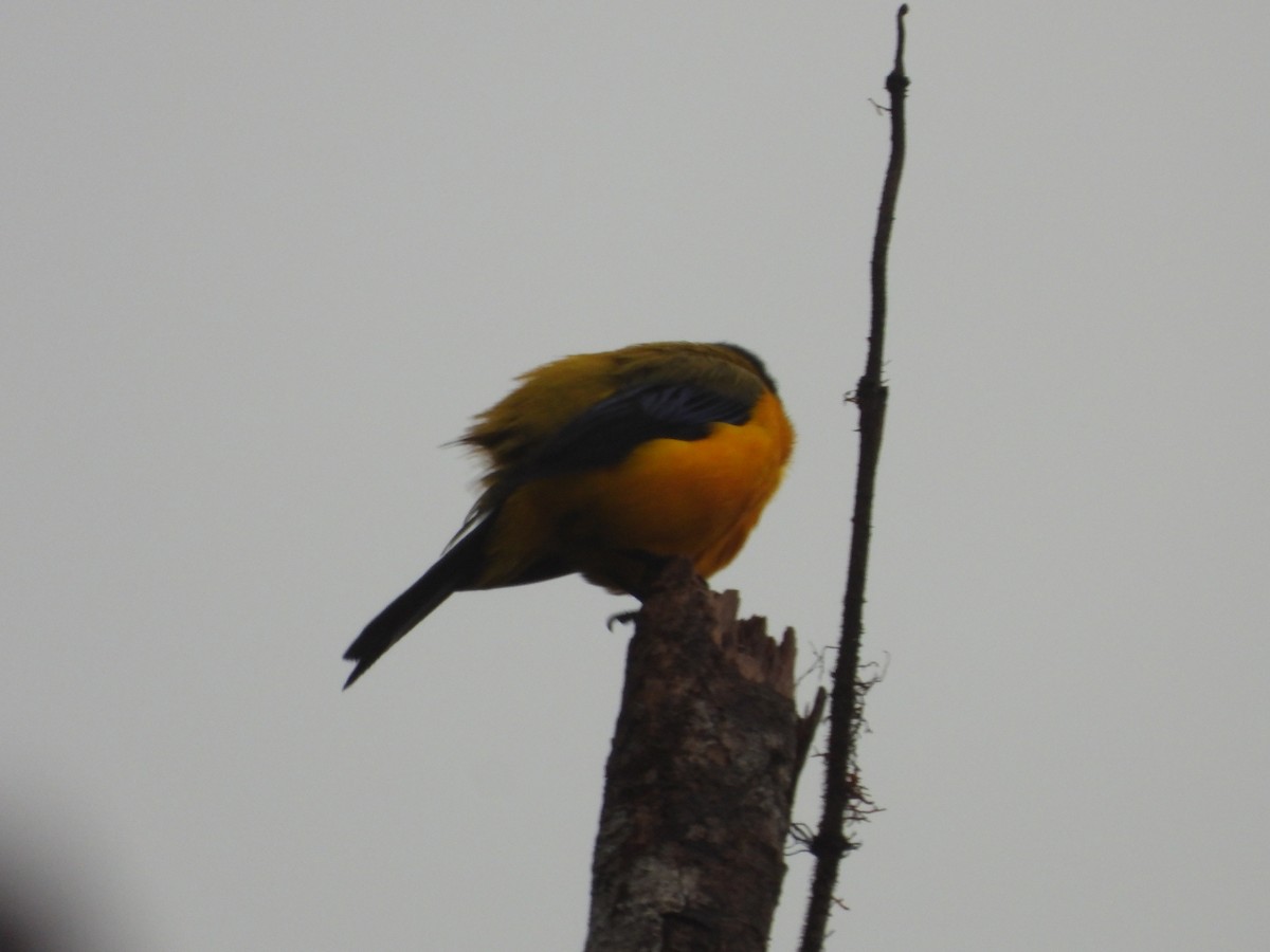 Black-chinned Mountain Tanager - biel miquel