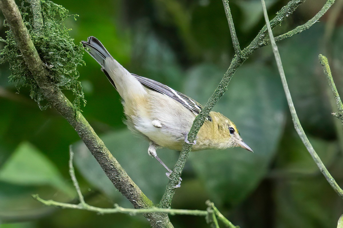 Bay-breasted Warbler - ML621869541