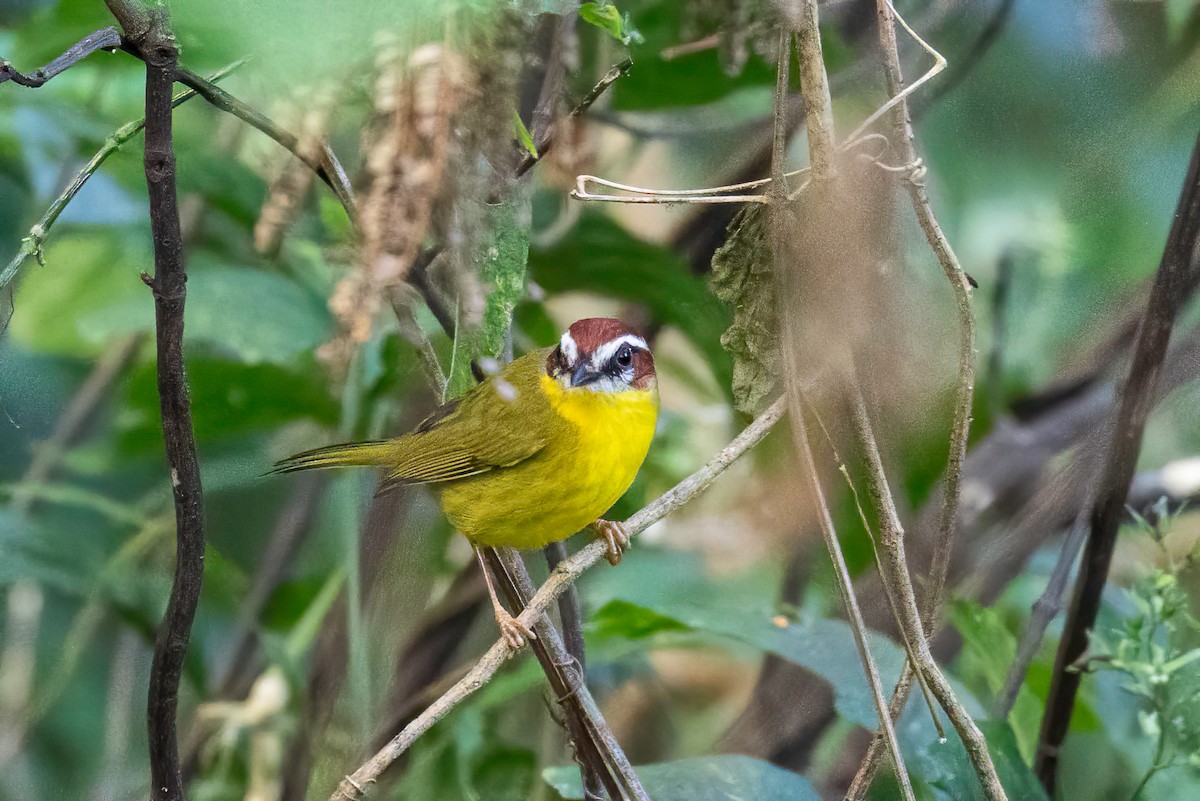 Chestnut-capped Warbler - ML621869548