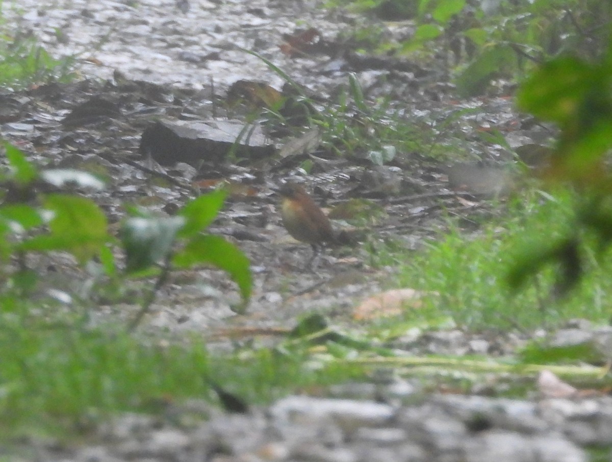 Yellow-breasted Antpitta - ML621869552