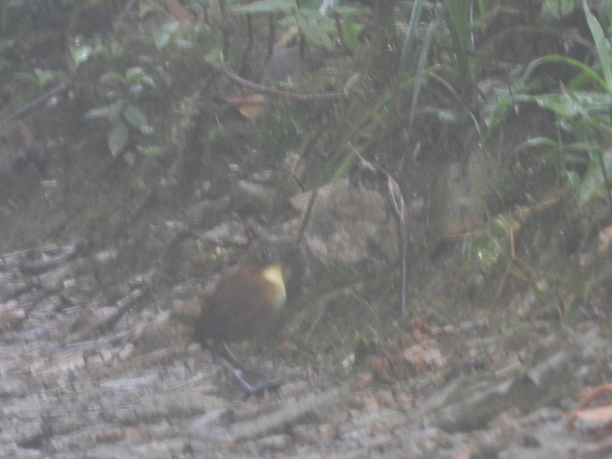 Yellow-breasted Antpitta - ML621869553