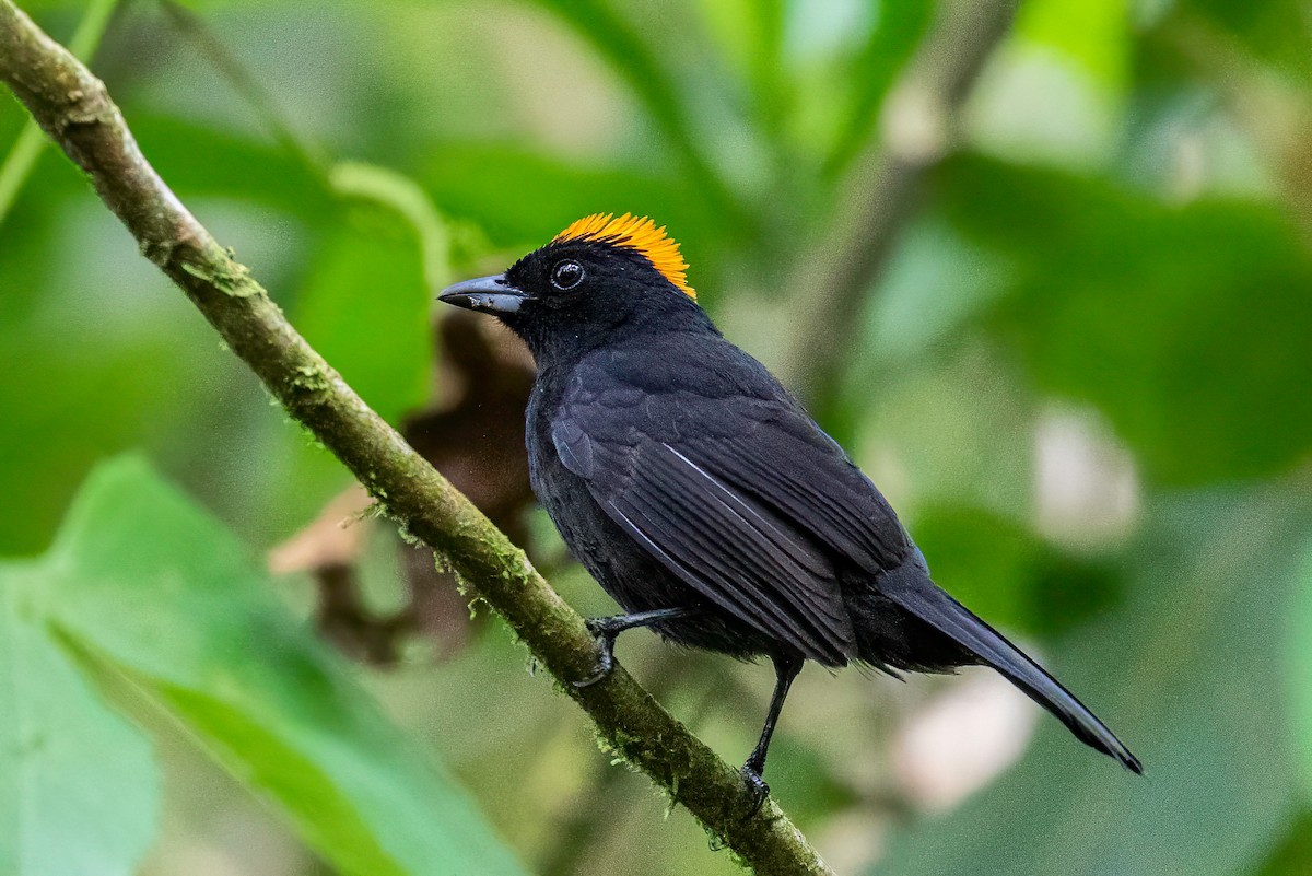Tawny-crested Tanager - ML621869554