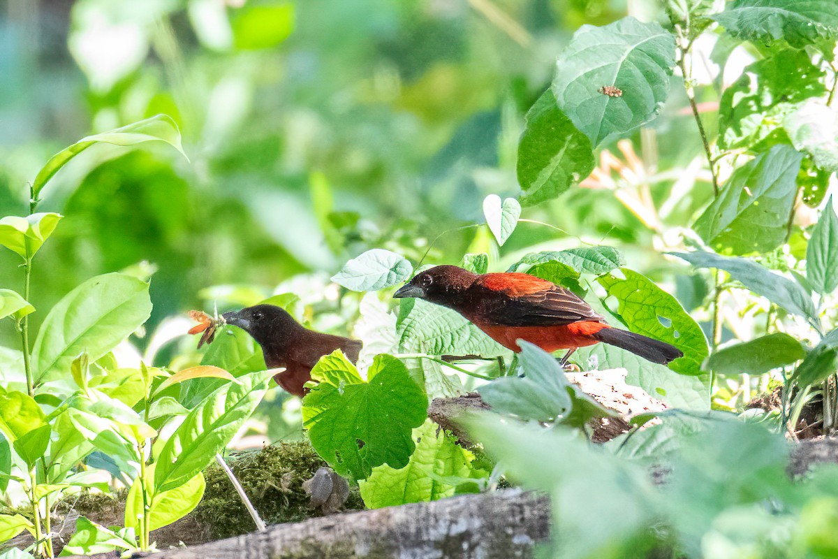 Crimson-backed Tanager - ML621869557