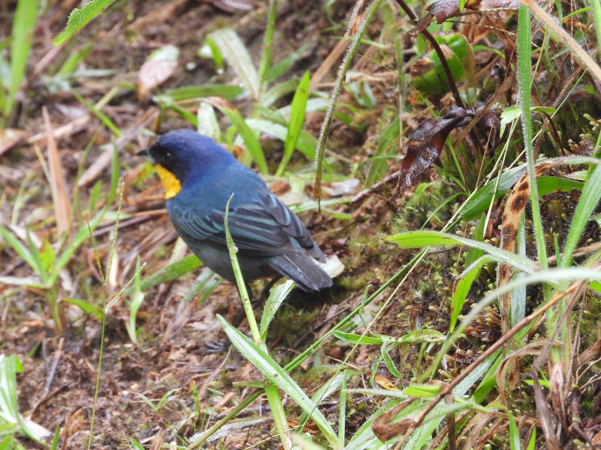 Purplish-mantled Tanager - ML621869561