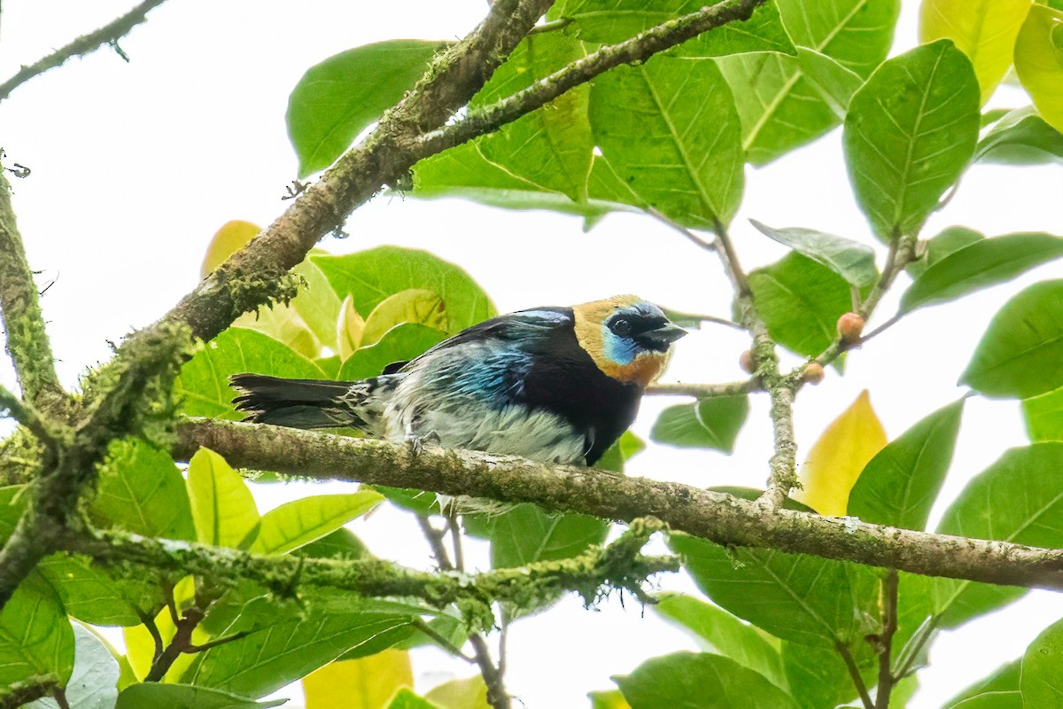 Golden-hooded Tanager - ML621869563