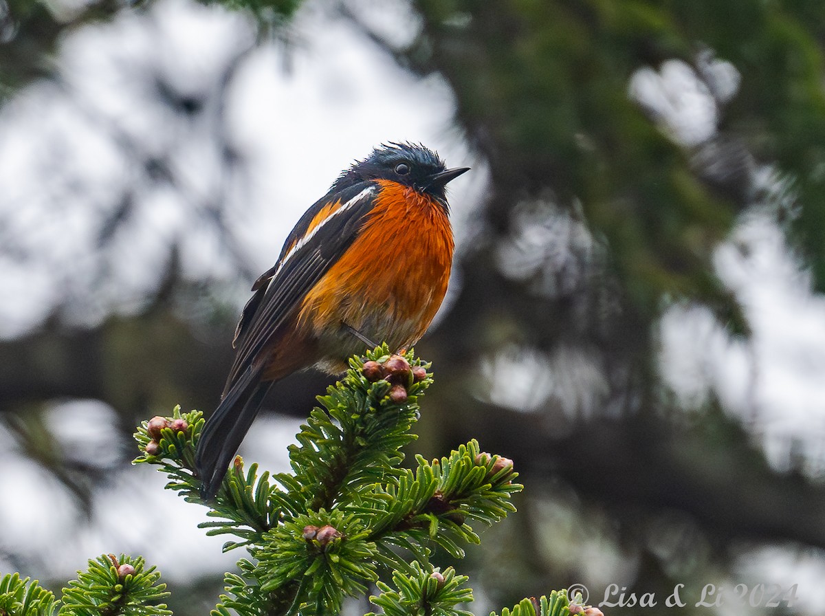 White-throated Redstart - ML621869565