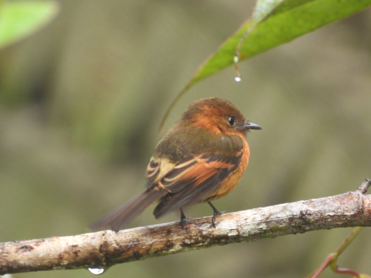 Cinnamon Flycatcher (Andean) - ML621869566