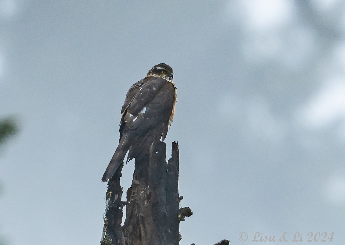 Eurasian Goshawk - ML621869568