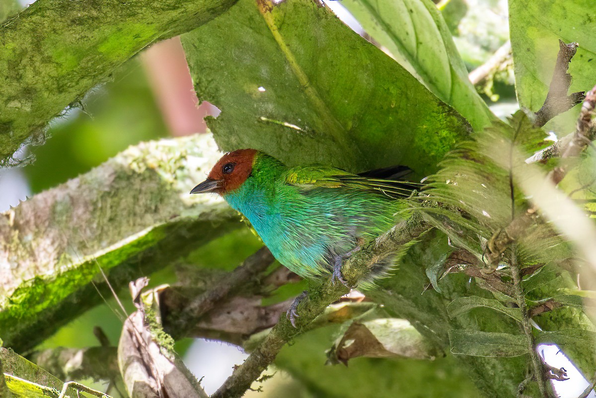 Bay-headed Tanager - ML621869573