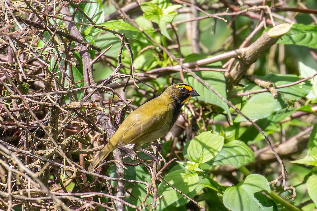 Yellow-faced Grassquit - ML621869575