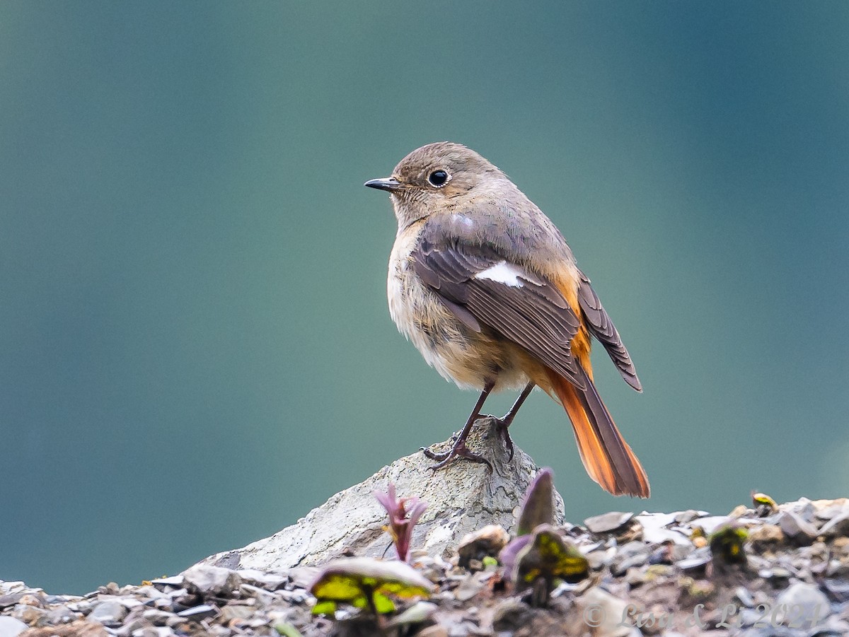 White-throated Redstart - ML621869609
