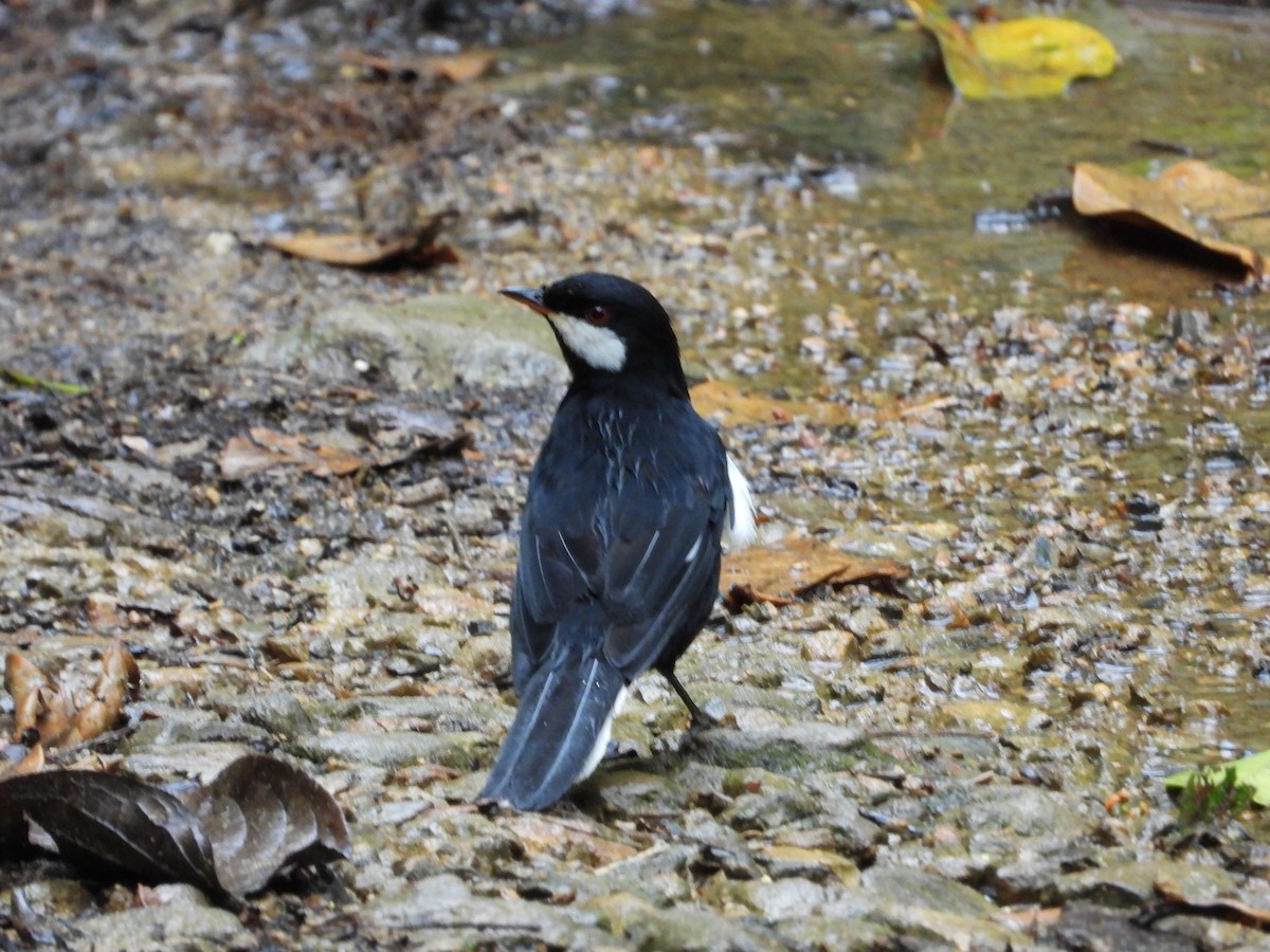 Black Solitaire - ML621869621