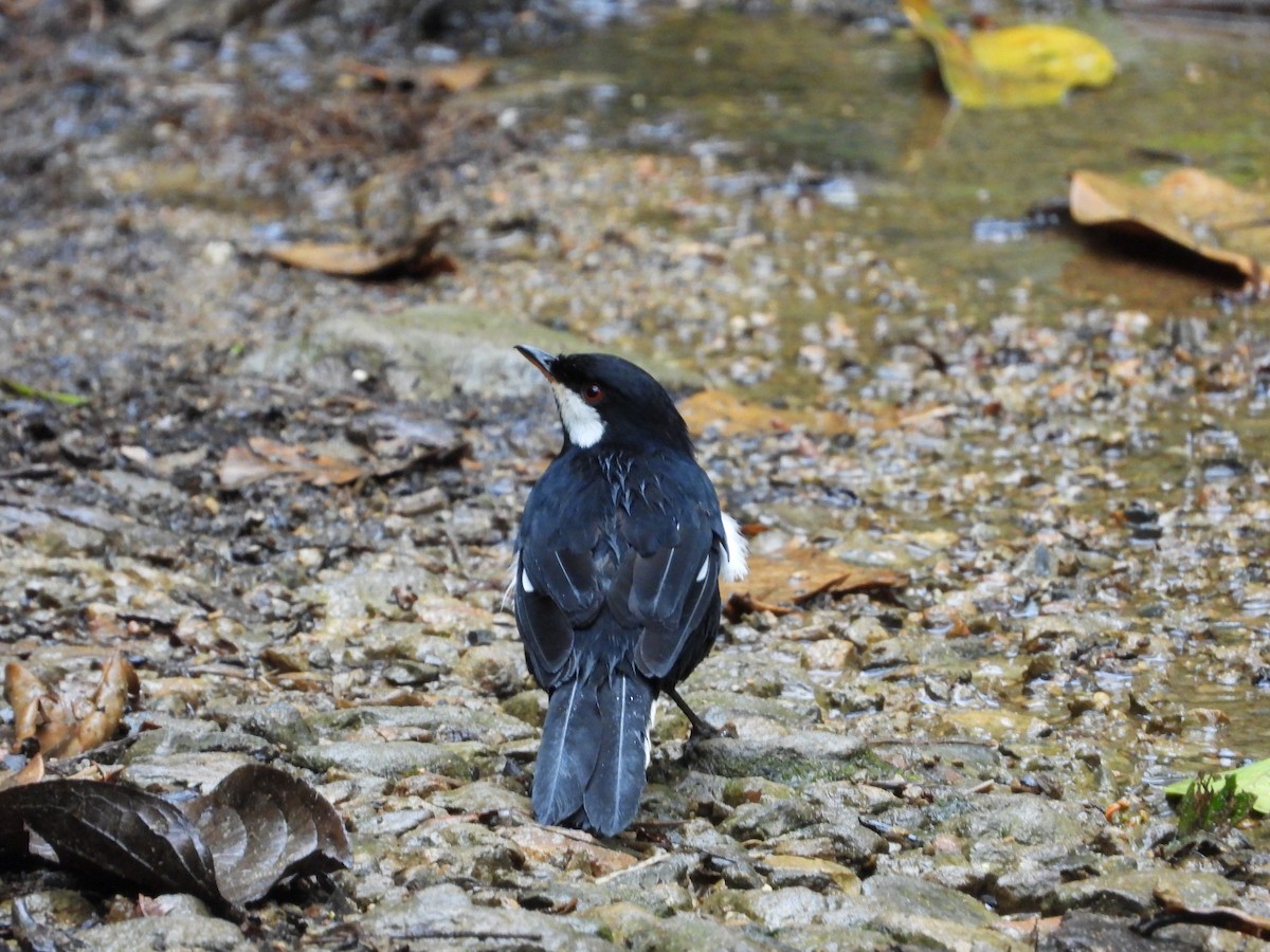 Black Solitaire - ML621869622