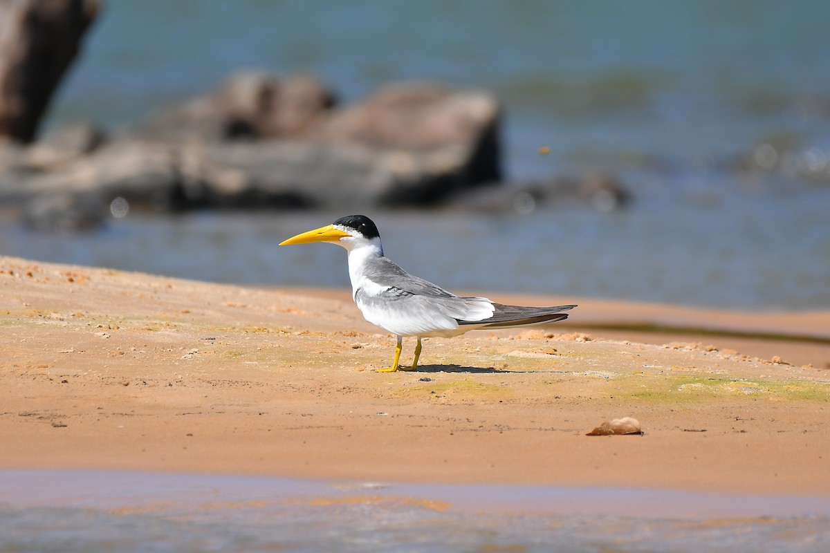 Large-billed Tern - Beto Guido Méndez