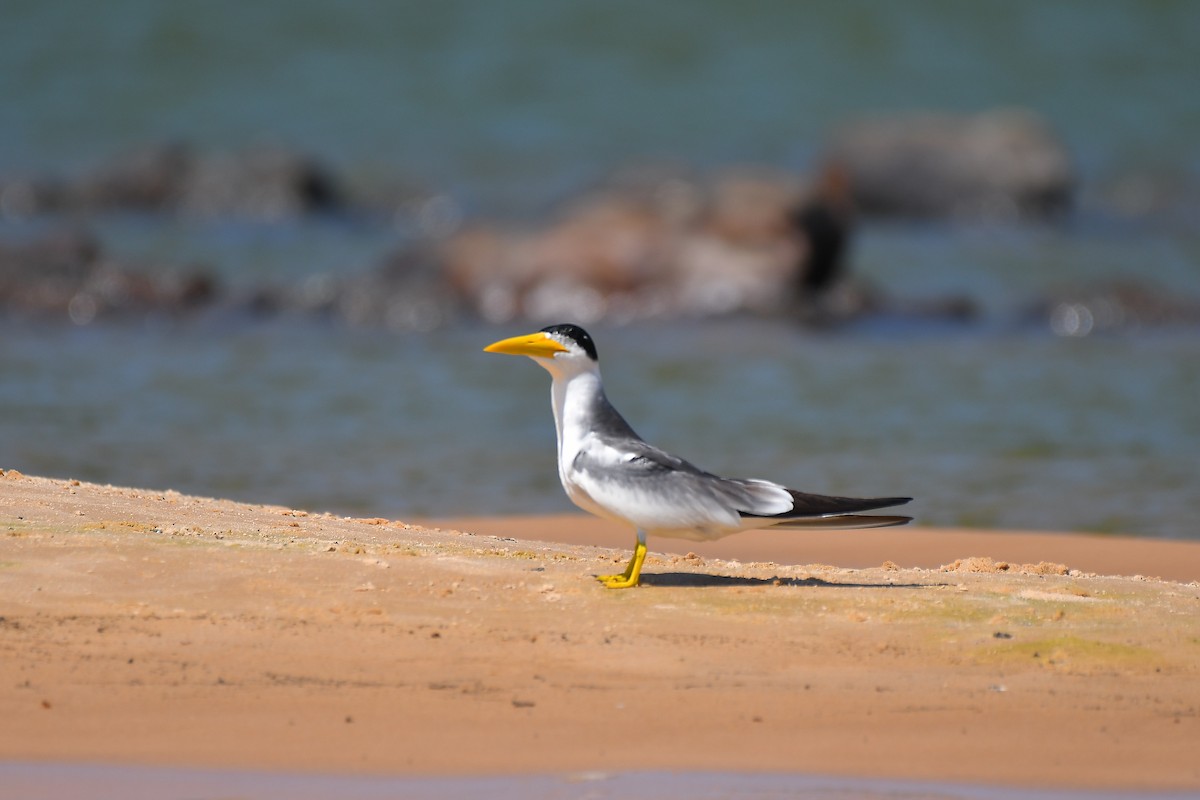 Large-billed Tern - ML621869641