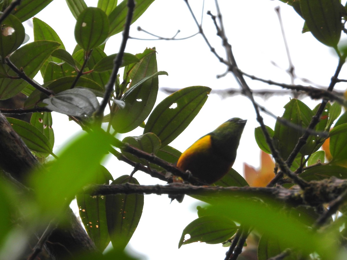 Chestnut-breasted Chlorophonia - ML621869644