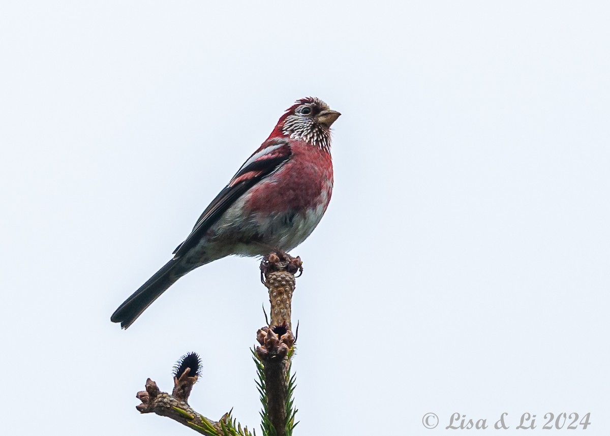 Three-banded Rosefinch - ML621869667