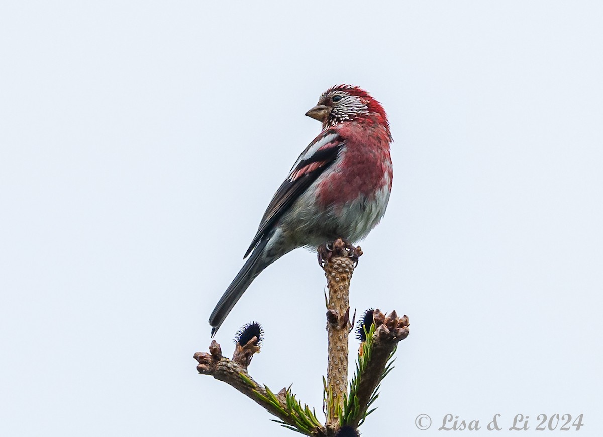 Three-banded Rosefinch - ML621869668