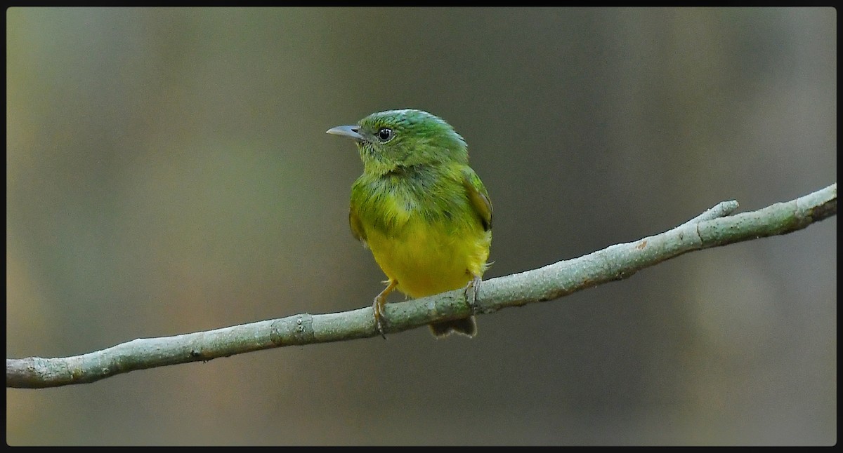 Snow-capped Manakin - ML621869670