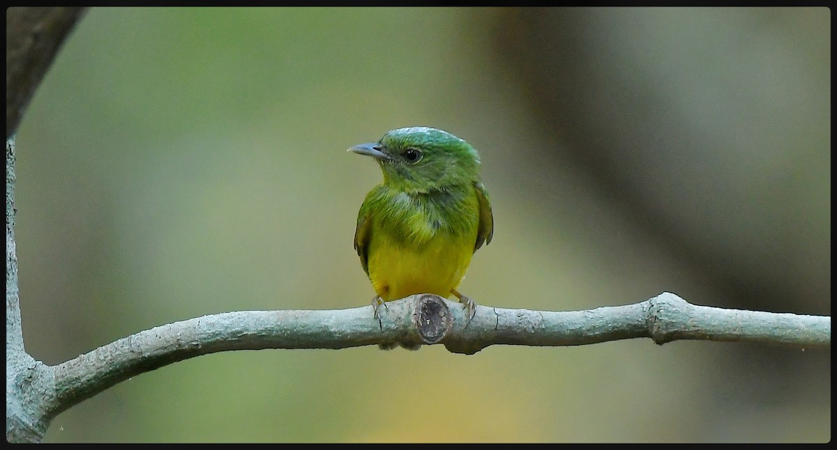 Snow-capped Manakin - Beto Guido Méndez